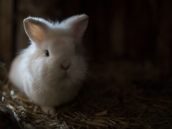 Bauernhof mit Hasen